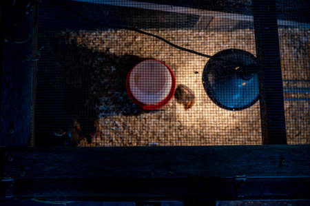 Young chicks inside a chicken brooder cage with a heat lamp, wood shaving bedding, food and water