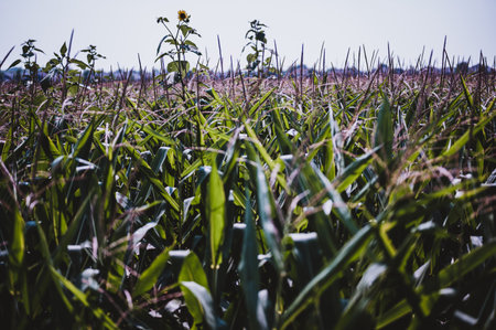 herbicide resistant weeds against the skyline above a field of tasseled cornの写真素材