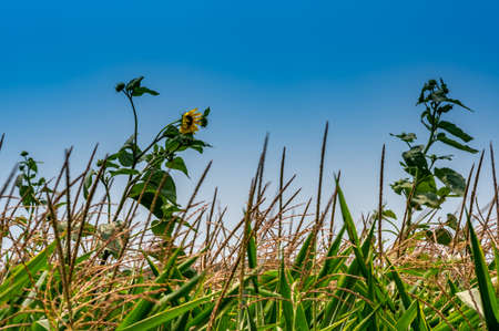 herbicide resistant weeds against the skyline above a field of tasseled cornの写真素材