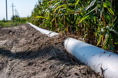 low level selective focus image of furrow irrigation in a corn fieldの写真素材