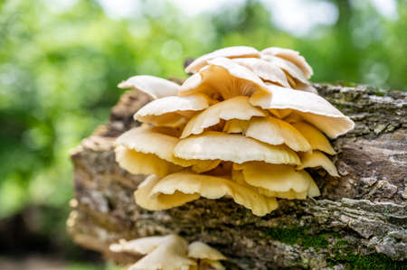 White Oyster Mushrooms growing on a decaying log in a forestの写真素材