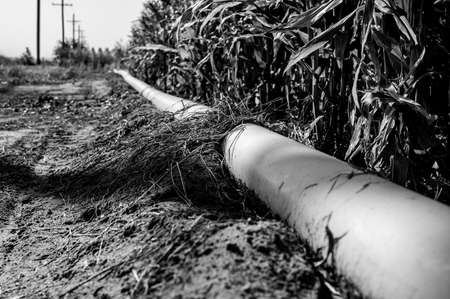 low level selective focus image of furrow irrigation in a corn fieldの写真素材
