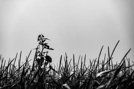 herbicide resistant weeds against the skyline above a field of tasseled cornの写真素材