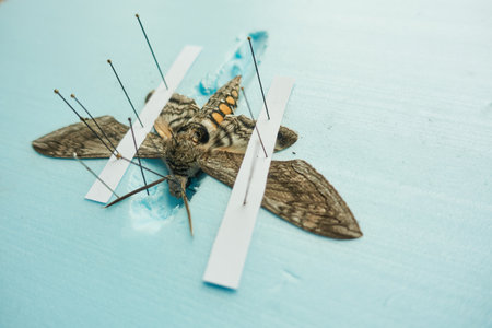 pinned tomato hornworm moth with wings spread on a foam boardの写真素材