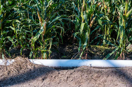 low level selective focus image of furrow irrigation in a corn fieldの写真素材