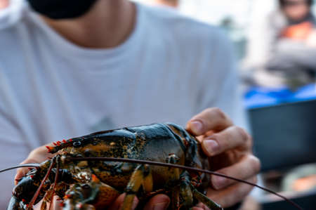 Captive lobster being held by a tourist on a Atlantic boatの写真素材