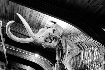 Hot Springs, South Dakota -10.2021: bones being excavated at the Mammoth Dig site caused by a...