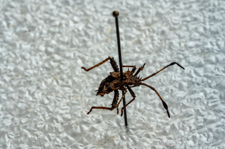 Pinned macro of a squash bug nymph in an insect entomology collection