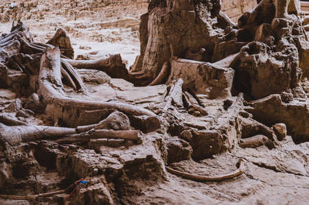 Hot Springs, South Dakota -10.2021: bones being excavated at the Mammoth Dig site caused by a collapsed sink holeのeditorial素材