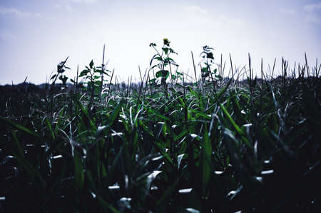 herbicide resistant weeds against the skyline above a field of tasseled cornの写真素材