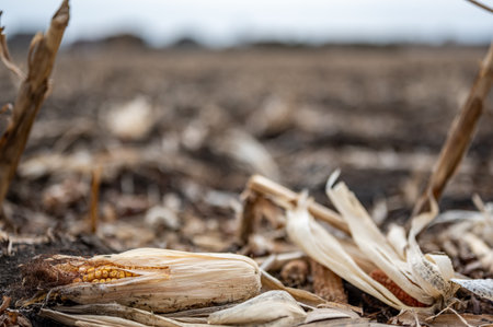 Corn cob missed during combining that was left in the field after harvesting.の写真素材