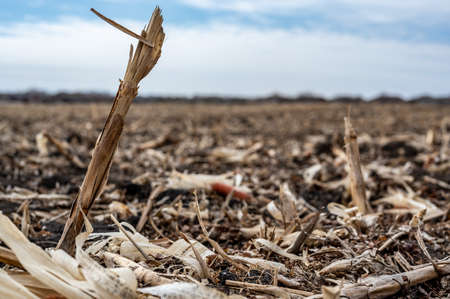 Corn field after harvest with strewn stover over disced soil.