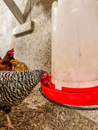 Chickens getting a drink of water from a hanging feeder in a free range coop.の写真素材