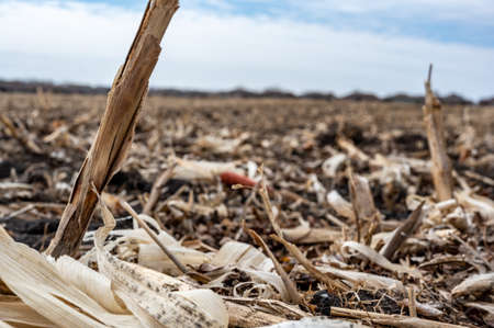 Corn field after harvest with strewn stover over disced soil.の写真素材