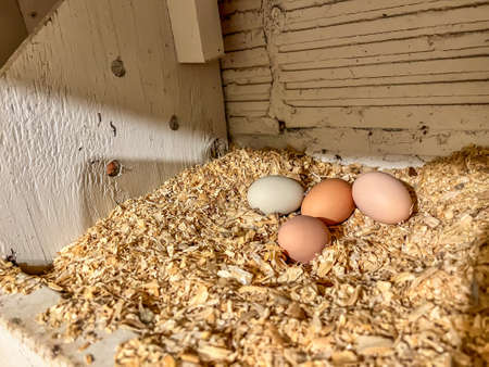 Grouping of fresh chicken eggs in a nesting area of a cage free coop.