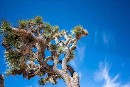 Lone Joshua Tree against a blue sky in the National Parkの写真素材