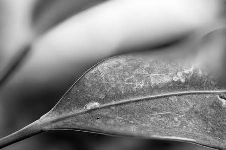 Focus on a single pest scale insect on an indoor houseplant leaf.の写真素材