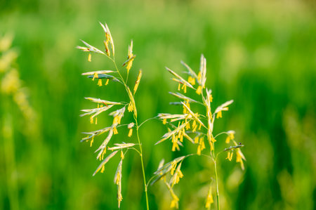 Tall fescue with spikelets in an open pasture.の写真素材