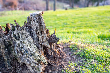 Old rotting tree stump showing age and decay from many years.の写真素材