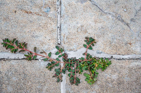 Purslane weed growing through a crack and joint between two concrete slabs.の写真素材