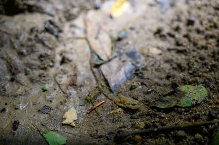 Native American Indian bird point arrowhead in creek bed