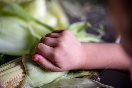 Small child learning to Shucking and tasseling sweet cornの写真素材