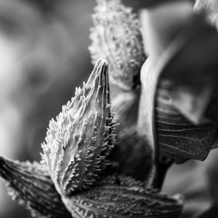 Selective focus on an unopened milkweed follicle seed pod in the fall.の写真素材