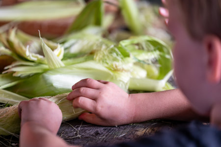 Small child learning to Shucking and tasseling sweet cornの写真素材