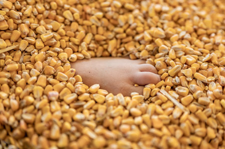 small childs foot buried and entrapped in the top layer of corn in a grain storage bin.