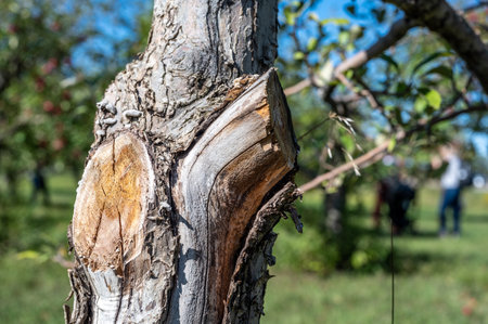 Pruned section of an apple tree showing where dead branches were removed.の写真素材