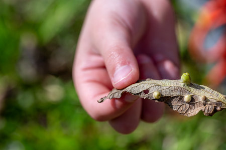 Hand holding a leaf with gall parasites on it.の写真素材