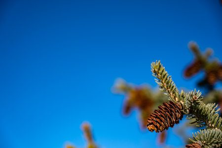 Selective focus on large cluster of pine cones on an evergreen tree. Clear sky backgroundの写真素材