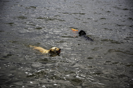 Dog swimming in an open lake with a chew toy.