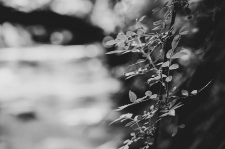 Selective focus on the thorns and leaves of a multiflora rose plant, an invasive species in the USの写真素材