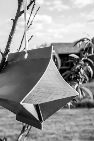 Fruit tree moth sticky trap with pheromone lure to monitor insect adult infestationsの写真素材