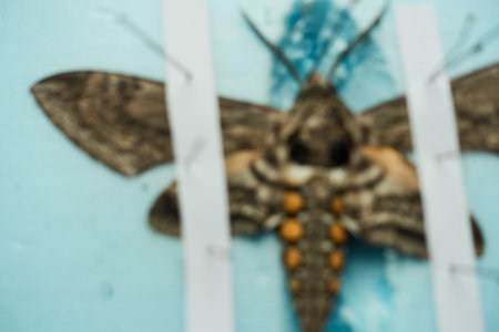 blurred pinned tomato hornworm moth with wings spread on a foam board
