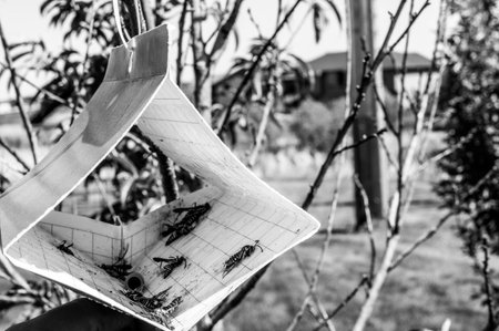Fruit tree moth sticky trap with pheromone lure to monitor insect adult infestationsの写真素材