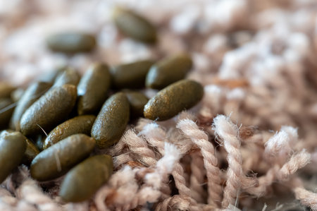 Rodent guinea pig granular poop pellets on residential carpet.の写真素材