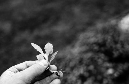 Caucasian had holding pulled weed with root attachedの写真素材