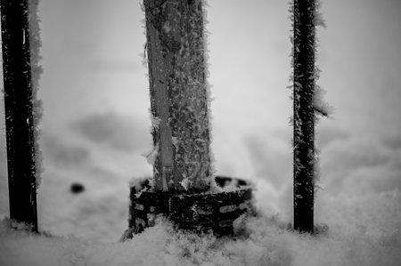 Damaged bark of a small fruit tree stripped by rabbits and small animals during the winter.