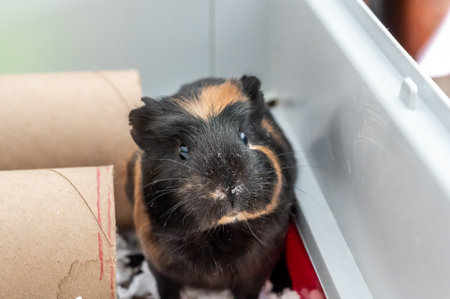 A curious Guinea pig playing with a cardboard tube used for enrichment and stimulating...