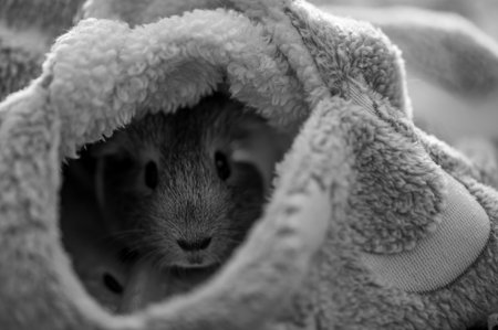 Guinea pig relaxing in a warm fleece hideoutの写真素材