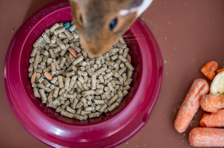Overhead of a dish of small animal compressed high-fiber food pellets being eaten.の写真素材