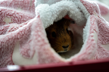 Guinea pig relaxing in a warm fleece hideoutの写真素材