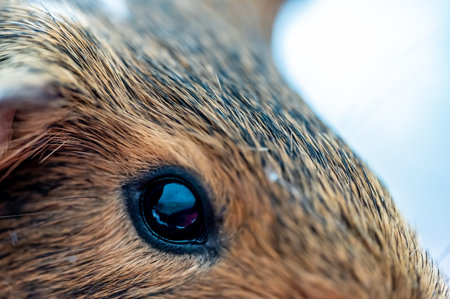Selective focus on Guinea pig eye looking towards camera.の写真素材