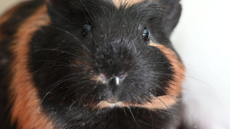 Guinea pig with inquisitive expression looking at the cameraの写真素材