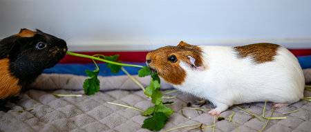 Bonded pair of guinea pigs fighting over food by trying to pull it away.の写真素材