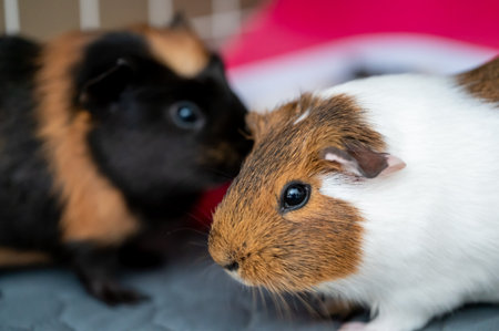 bonded pair of Guinea pigs standing next to each otherの写真素材