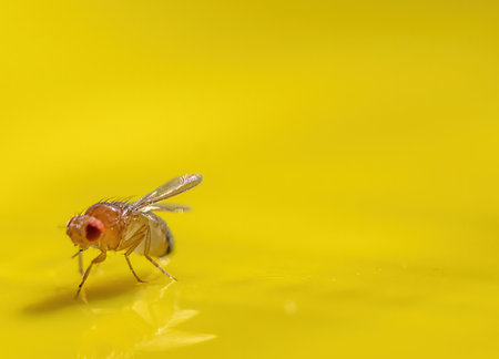 Macro of a single fruit fly caught on a sticky paper trapの写真素材