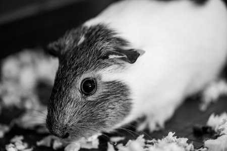 Guinea pig with inquisitive expression looking at the cameraの写真素材